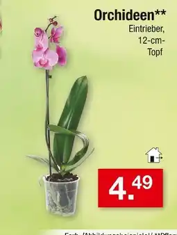 Zimmermann Orchideen Angebot
