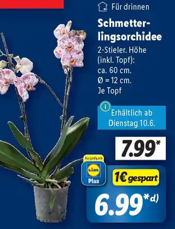 Lidl Schmetter- lingsorchidee Angebot