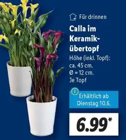 Lidl Calla im Keramik- übertopf Angebot