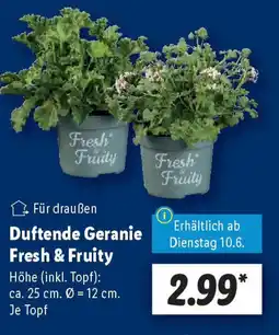 Lidl Duftende Geranie Fresh & Fruity Angebot