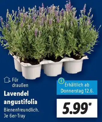 Lidl Lavendel angustifolia Angebot