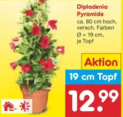 Netto Marken-Discount Dipladenia Pyramide Angebot
