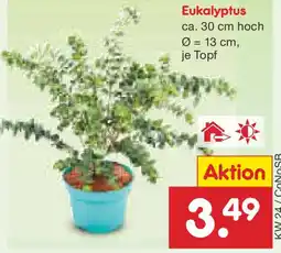 Netto Marken-Discount Eukalyptus Angebot