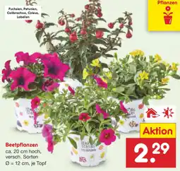 Netto Marken-Discount Beetpflanzen Angebot