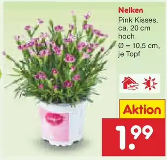 Netto Marken-Discount Nelken Angebot