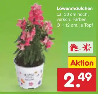 Netto Marken-Discount Löwenmäulchen Angebot