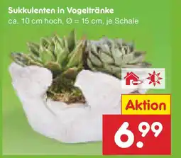 Netto Marken-Discount Sukkulenten in Vogeltränke Angebot