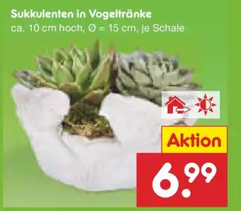 Netto Marken-Discount Sukkulenten in Vogeltränke Angebot