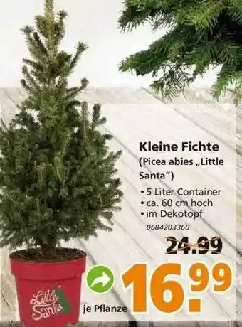 Globus Baumarkt Kleine Fichte (picea Abies „little Santa“) Angebot