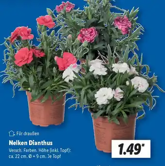 Lidl Nelken Dianthus Angebot