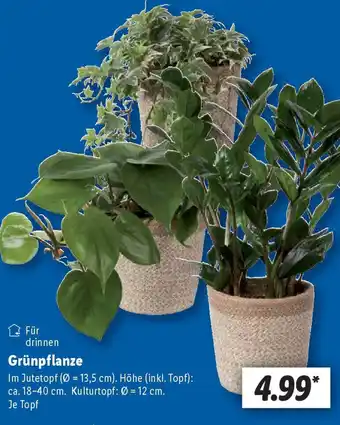 Lidl Grünpflanze Angebot