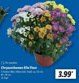 Lidl Chrysanthemen Elle Fleur Angebot