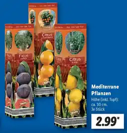 Lidl Mediterrane Pflanzen Angebot