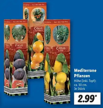 Lidl Mediterrane Pflanzen Angebot