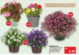 Kaufland Blühpflanzen Angebot