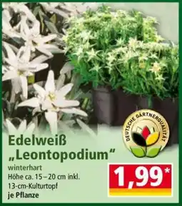 Norma Edelweiß „Leontopodium“ Angebot