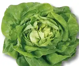 Scheck-in-Center Kopfsalat Angebot