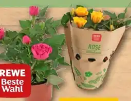 REWE Center Rewe Beste Wahl Topfrose Angebot