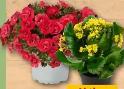 REWE Center Zauberglöckchen Angebot
