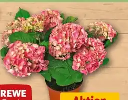 REWE Center Rewe Beste Wahl Hortensie XL Angebot