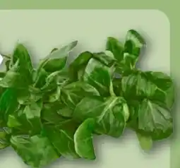 REWE Center Rewe Bio Feldsalat Angebot
