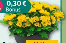 REWE Center Chrysanthemenschale Angebot