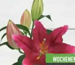E-Center Lilienstrauß Pico Angebot