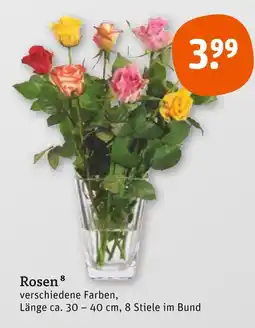 tegut Rosen Angebot