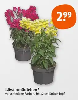 tegut Löwenmäulchen Angebot