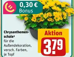 REWE Chrysanthemenschale Angebot