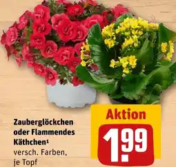 REWE Zauberglöckchen oder flammendes käthchen Angebot