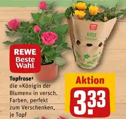 REWE Rewe beste wahl topfrose Angebot