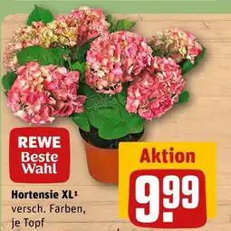 REWE Rewe beste wahl hortensie xl Angebot