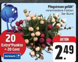 E-Center Pfingstrosen gefüllt Angebot