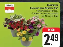 E-Center Fränken calibrachoa karneval oder verbenen trio Angebot