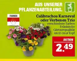 Marktkauf Franken calibrachoa karneval Angebot