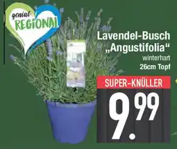 E-Center Lavendel-Busch ,,Angustifolia Angebot