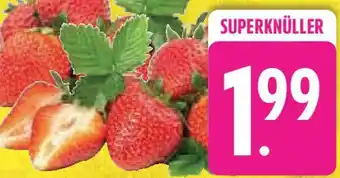 Edeka Erdbeeren Angebot