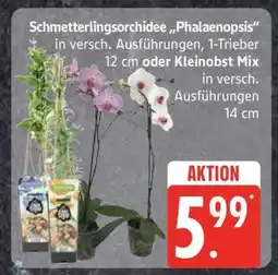Edeka Schmetterlingsorchidee 'Phalaenopsis' oder Kleinobst Mix Angebot