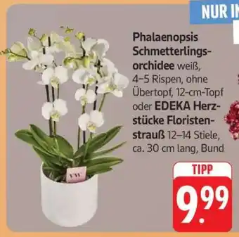 Edeka Phalaenopsis Schmetterlings-Orchidee Angebot