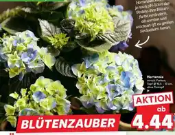 Kaufland Hortensie Angebot