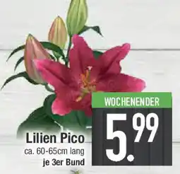 E-Center Lilien Pico Angebot