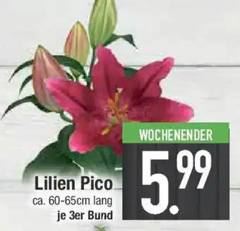 E-Center Lilien Pico Angebot