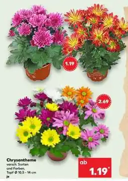 Kaufland Chrysantheme Angebot