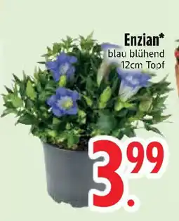 Edeka Enzian Angebot