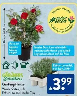 Aldi Süd Echter Lavendel, 6er-Tray Angebot