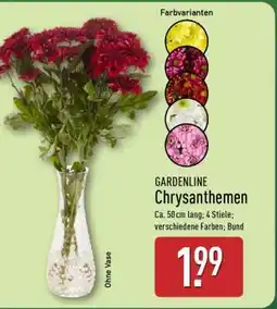 Aldi Nord GARDENLINE Chrysanthemen Angebot