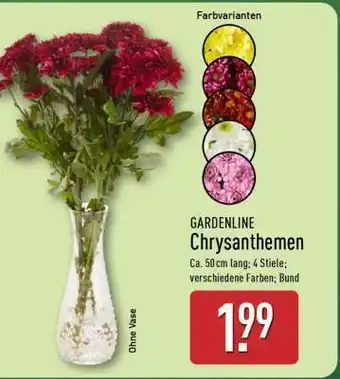 Aldi Nord GARDENLINE Chrysanthemen Angebot