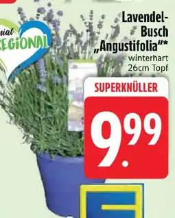 Edeka Lavendel- Busch Angustifolia Angebot