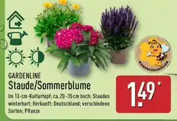Aldi Nord GARDENLINE Staude/ Sommerblume Angebot